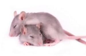 Сонник мыши и крысы во сне убегают